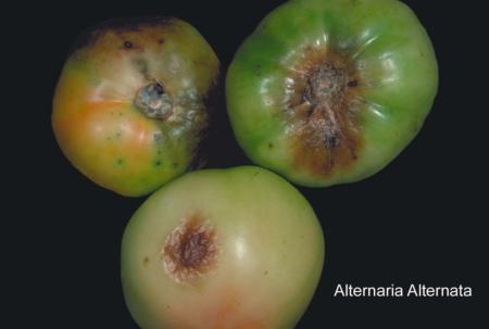 Tomato Alternaria Rot (2)